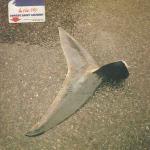 Ernest Saint Laurent - In The Sky - Lou Records - Deep House