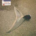 Ernest Saint Laurent - In The Sky - Lou Records - Deep House